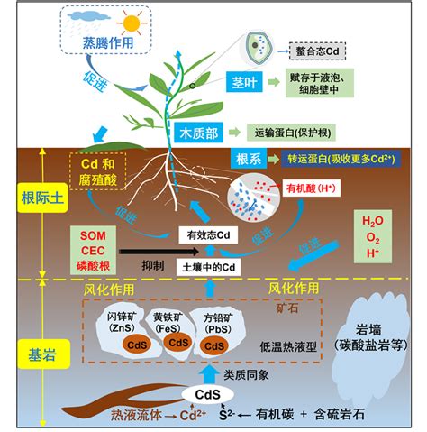 植物吸收重金屬|土壤中重金屬含量的變化 (二) 土壤中重金屬的移除及土地負荷量